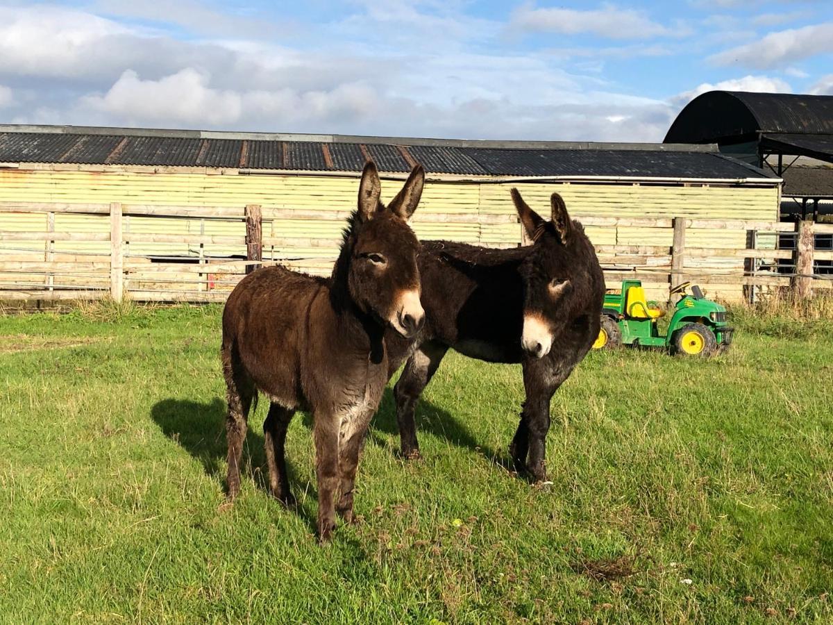 Rew Farm Country & Equestrian Accommodation - Sunrise Lodge Melksham Exteriör bild