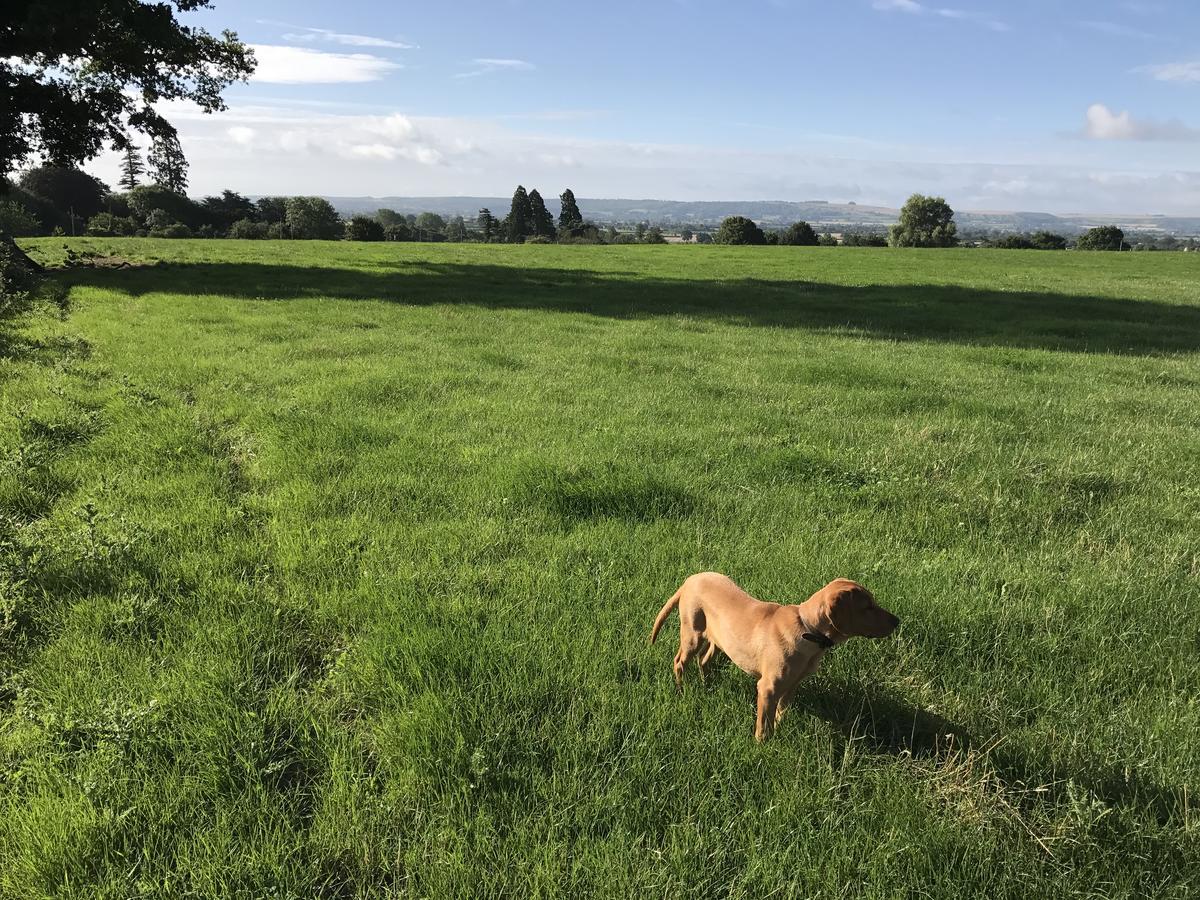 Rew Farm Country & Equestrian Accommodation - Sunrise Lodge Melksham Exteriör bild